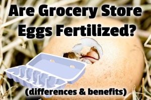 Are Grocery Store Eggs Fertilized? (differences & benefits)