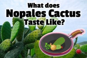 What does Nopales Cactus Taste Like?